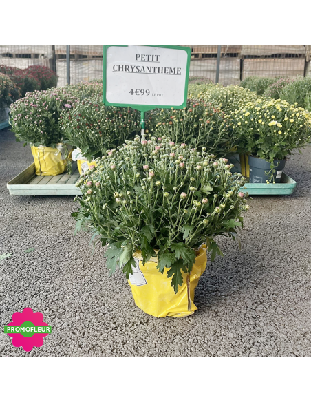 Petits chrysanthèmes - Toussaint 2026 - Promofleur