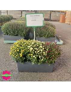 Chrysanthèmes pomponettes jardinière - Toussaint 2026 - Promofleur