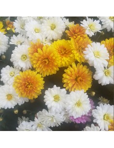 Chrysanthèmes pomponettes jardinière - Toussaint 2026 - Promofleur 2