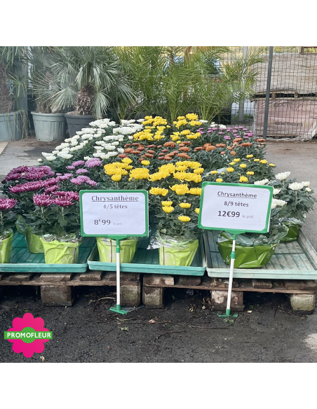Chrysanthèmes grosses têtes - Toussaint 2026 - Promofleur