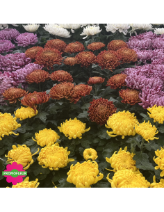 Chrysanthèmes grosses têtes - Toussaint 2026 - Promofleur 2