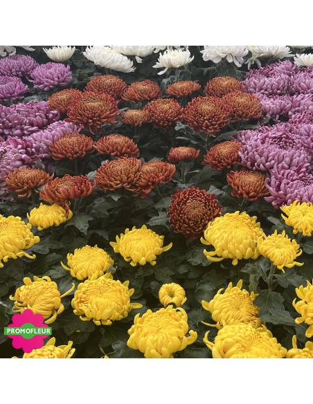 Chrysanthèmes vivaces - Toussaint 2026