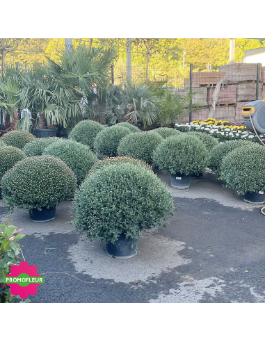 Chrysanthèmes Jumbo - Toussaint 2026 - Promofleur