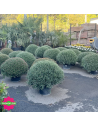 Chrysanthèmes Jumbo - Toussaint 2026 - Promofleur