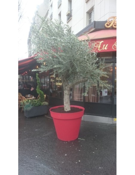 Olivier 50-60 ans dans un pot Toscane (Entrée Bistro)