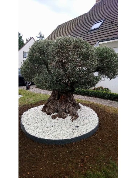Olivier 250 - 300 ans sur un lit bordé de cailloux blanc