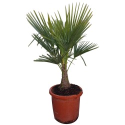 Palmier Trachycarpus Fortunei H.120 cm Stipe 20 cm