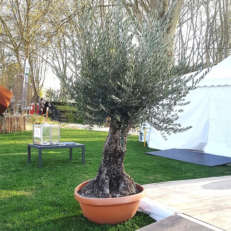 Olivier 80 100 ans 170 cm feuillage bien touffu pot bonsaï