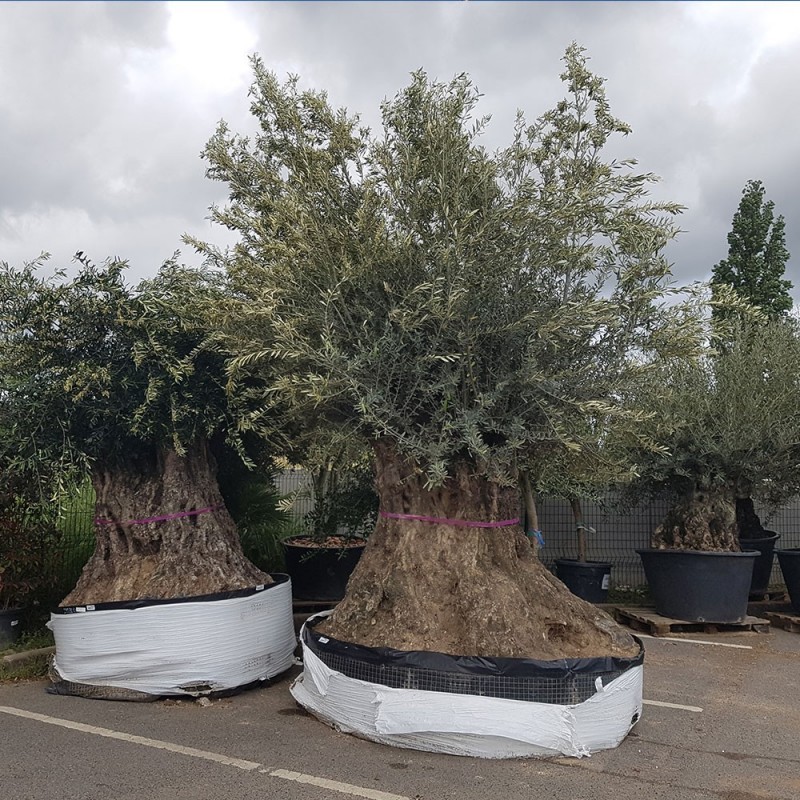Olivier 300 400 ans hauteur 300 cm feuillage dense Olivier 300 400 ans hauteur 300 cm feuillage dense