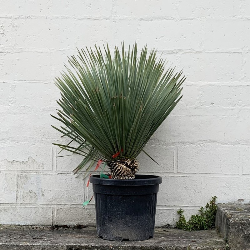 Yucca rostrata - PROMOFLEUR