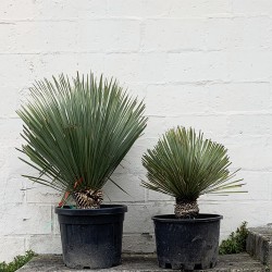 Yucca rostrata - PROMOFLEUR - comparatif