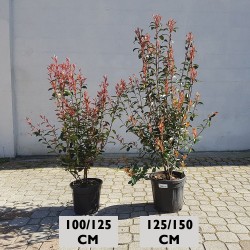 Pot de Photinia Carré Rouge Compacta (hauteur totale avec pot : 100/125 cm // 125/150 cm) - Promofleur Persan