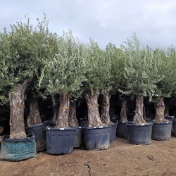 Ensemble d'oliviers 50 - 70 ans H.230 / 250 cm tronc vieilli feuillage abondant - Promofleur Persan