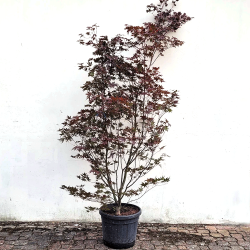 Érable du Japon acer Palmatum Bloodgood hauteur 250 cm - Promofleur Persan