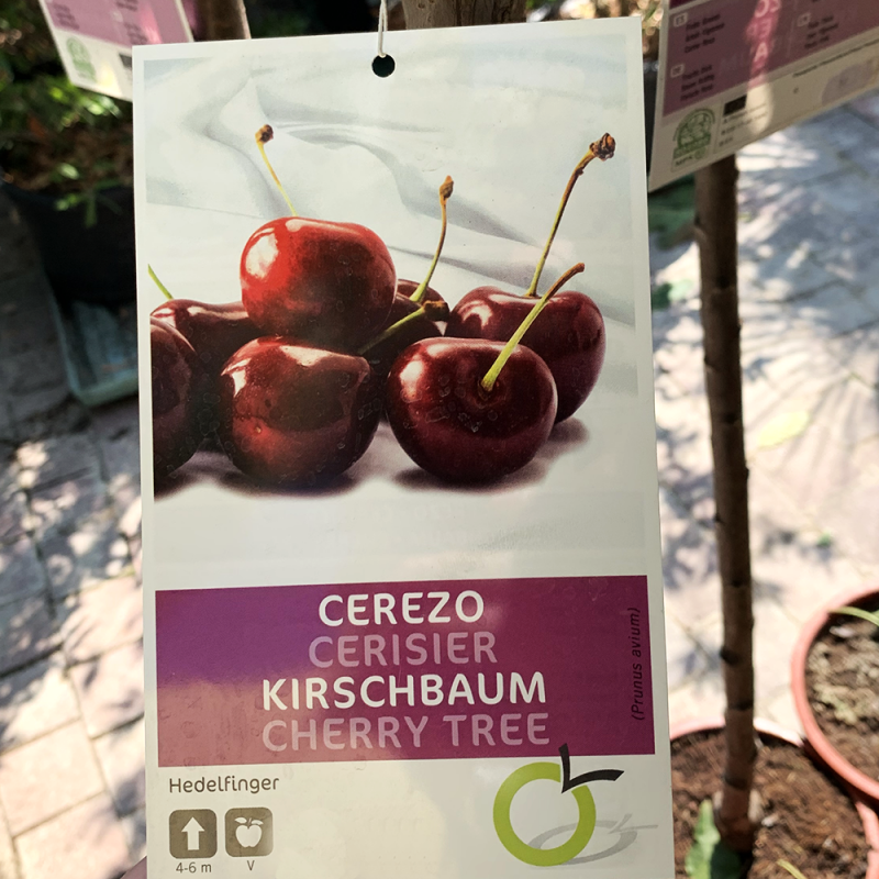 fruitier-170-180-cerisier-hedelfinger-promofleur-persan