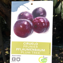 fruitier-220-240-prune-black-amber-promofleur-persan