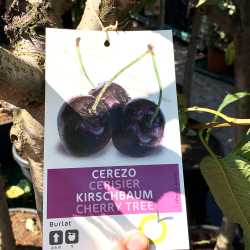 fruitier-220-240-cerisier-burlat-promofleur-persan