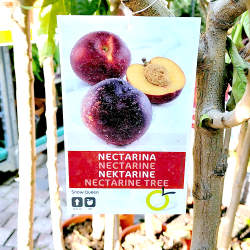 Étiquette Fruitier Nectarine 'Snow Queen' - Promofleur Persan