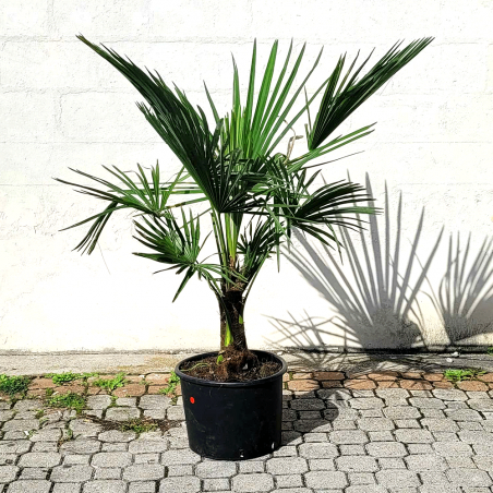Palmier Trachycarpus Fortunei H.140 cm Stipe 30/40 cm - Promofleur Persan