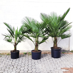 Palmier Trachycarpus Fortunei H. 200 cm Stipe 50/70 cm - Promofleur Persan