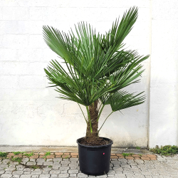 Palmier Trachycarpus Fortunei H. 200 cm Stipe 50/70 cm - Promofleur Persan