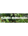 Plantes aromatiques