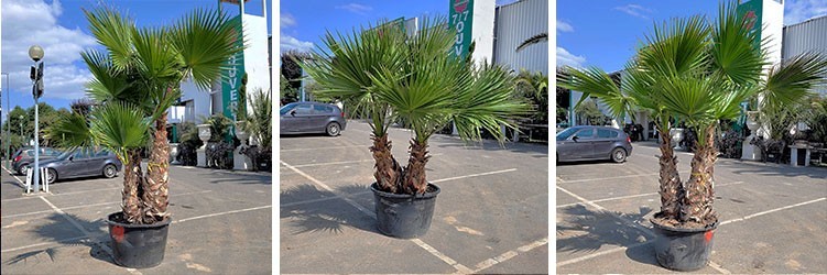 Washingtonia Robusta