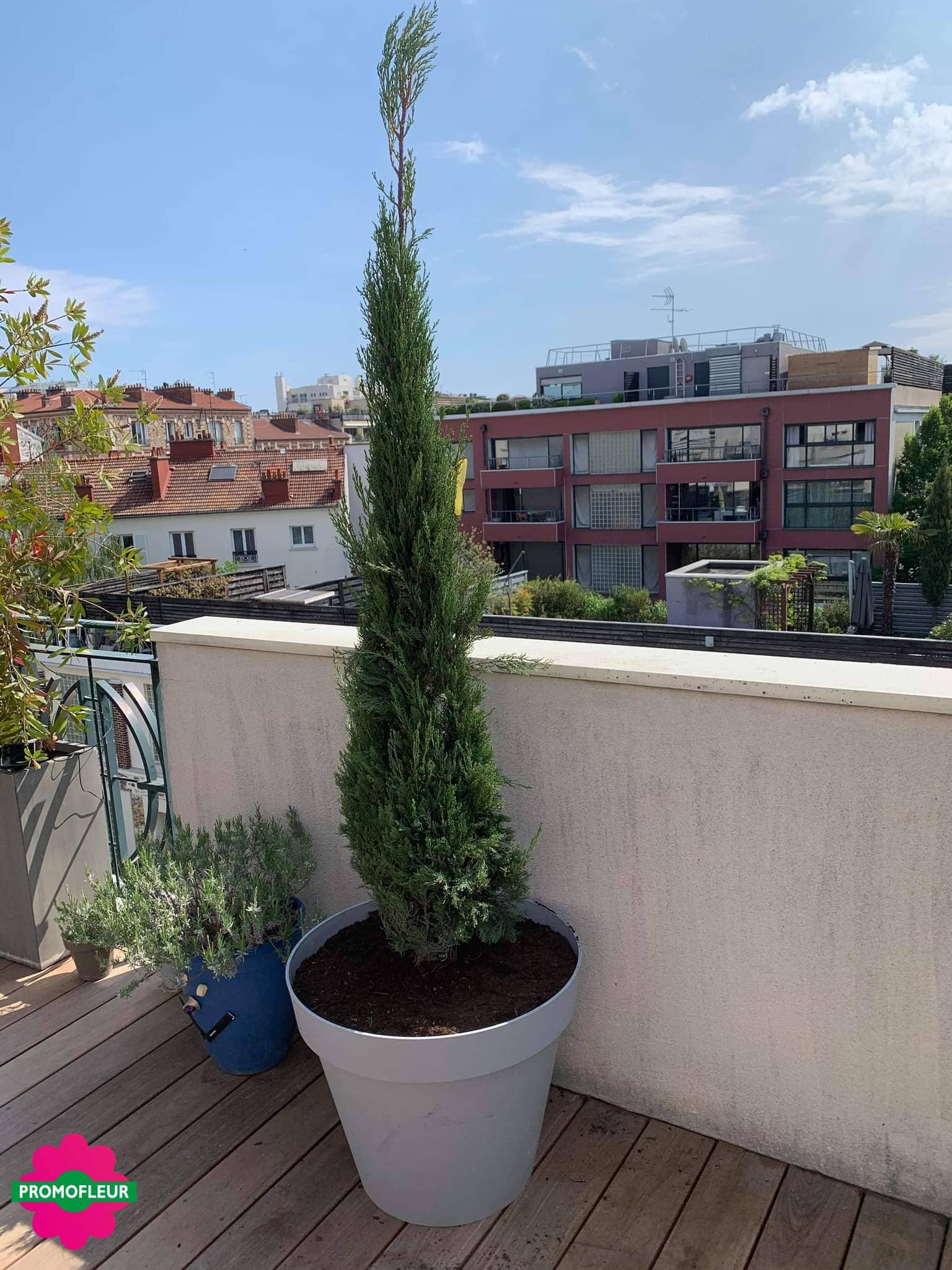 Cyprès en pot sur terrasse à Montrouge (92)