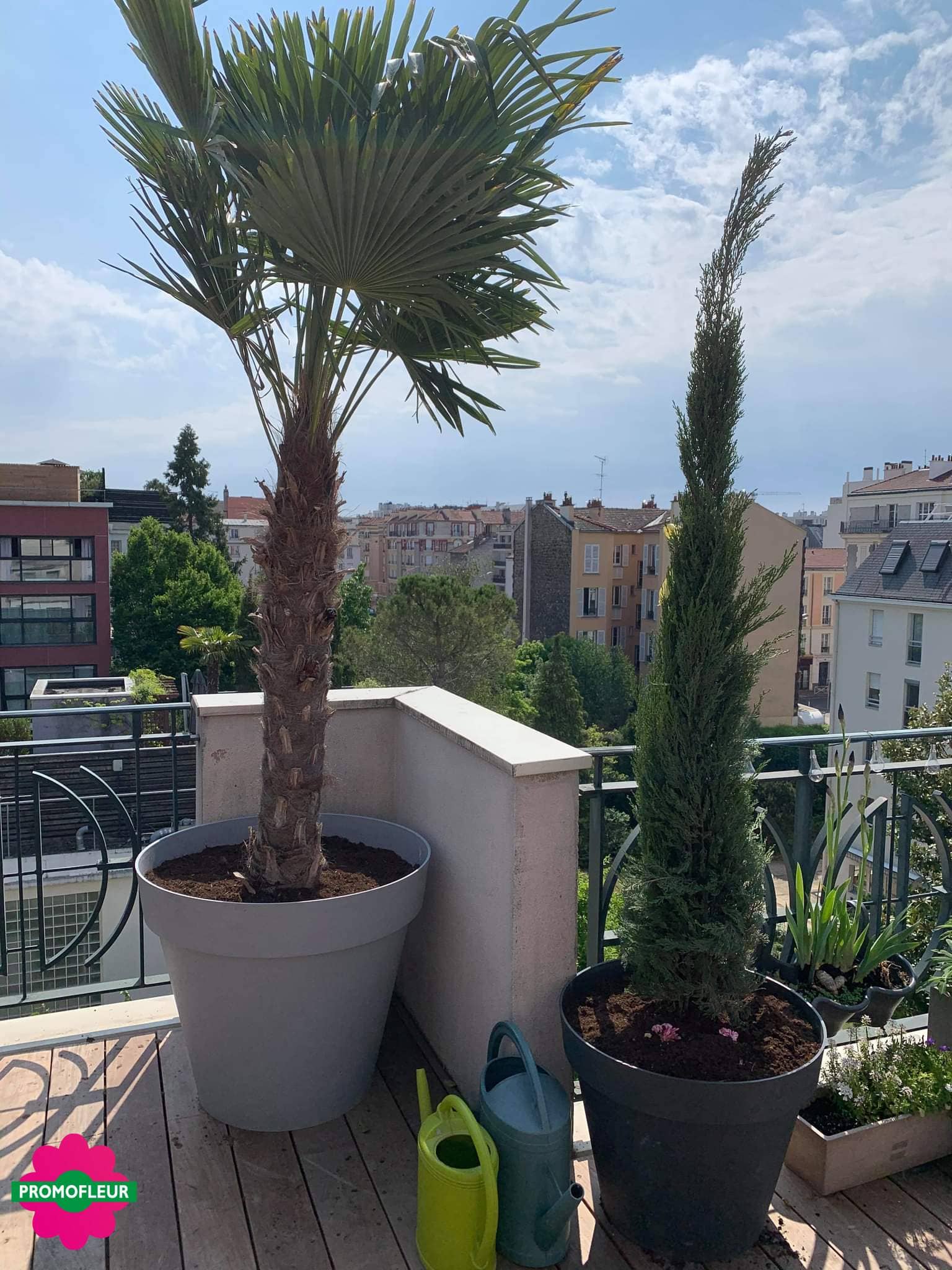 Trachycarpus et Cyprès en pot sur terrasse à Montrouge (92)