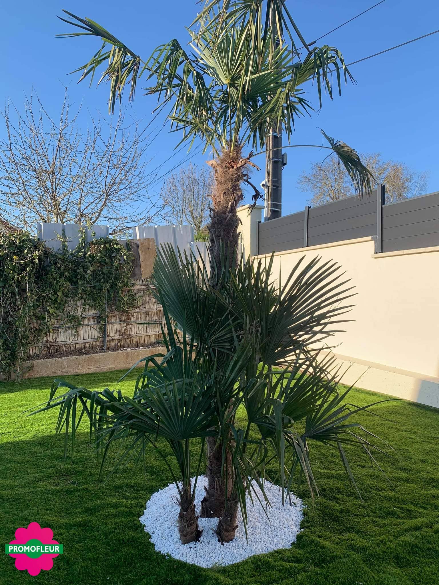 Plusieurs palmiers Trachycarpus plantés à Sarcelles (95)