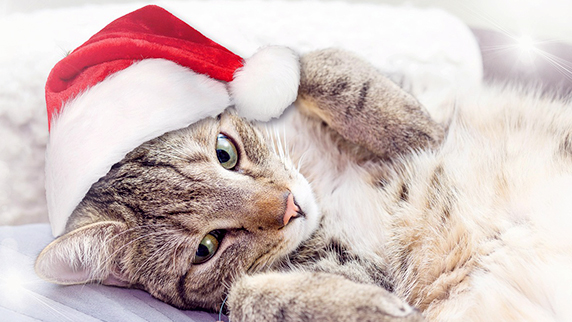 Alimentation et accessoires Chats