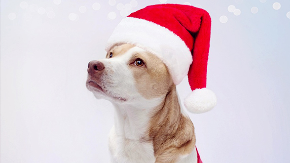 Alimentation et accessoires Chiens