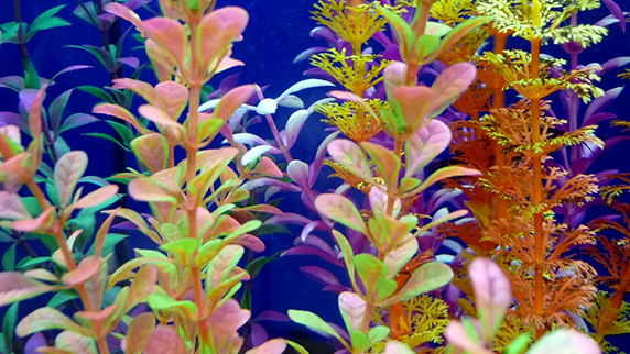 Alimentation et accessoires Poissons eau douce / eau de mer