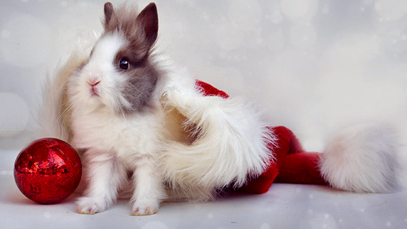 Alimentation et accessoires Rongeurs