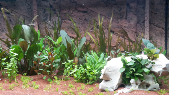 Alimentation et accessoires Poissons eau douce / eau de mer