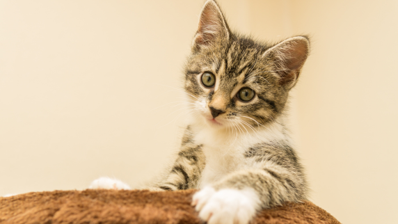 Alimentation et accessoires Chats