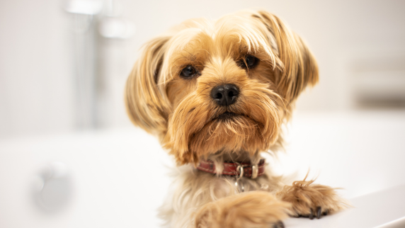 Alimentation et accessoires Chiens