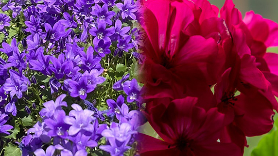 Plantes vivaces / annuelles 