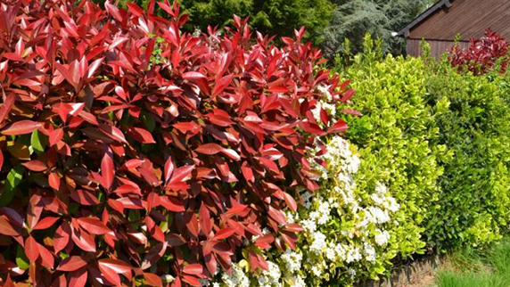 Plantes de haie