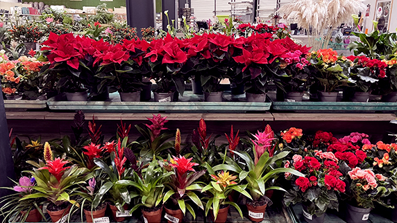 Plantes fleuries d'intérieur