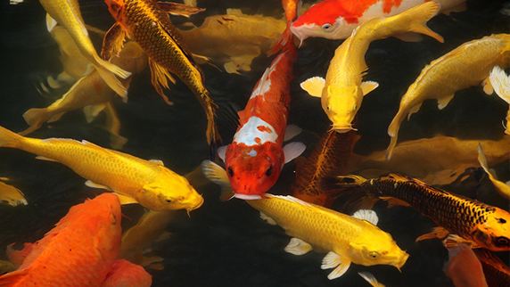Poissons, Alimentation et Matériel pour Bassin