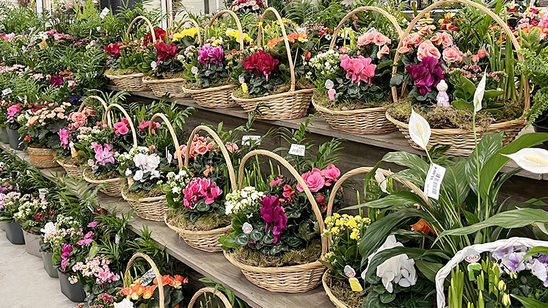 Compositions florales - Promofleur