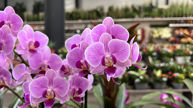Plantes fleuries d'intérieur - Promofleur