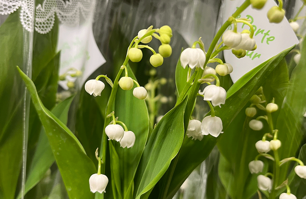 Muguet 1er mai 2026