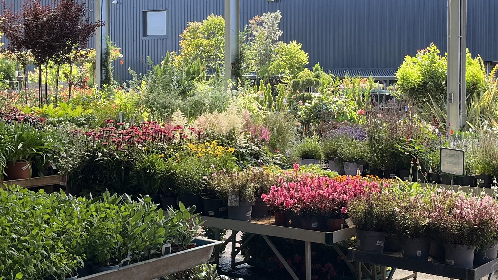 Grand choix de plantes d'extérieur - Promofleur