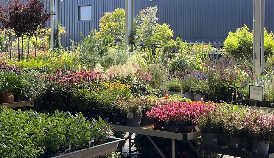 Grand choix de plantes d'extérieur - Promofleur