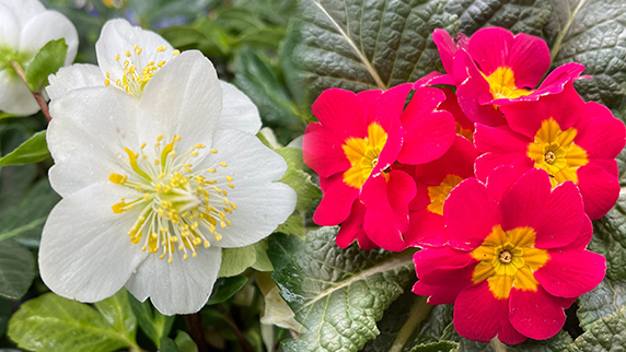 Plantes vivaces / annuelles 