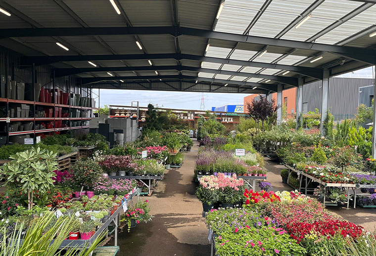 Notre sélection d'oliviers de tout âge