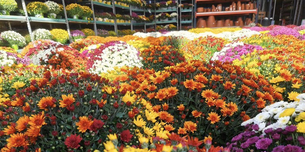 Image catégorie Chrysanthèmes 2026 - Promofleur