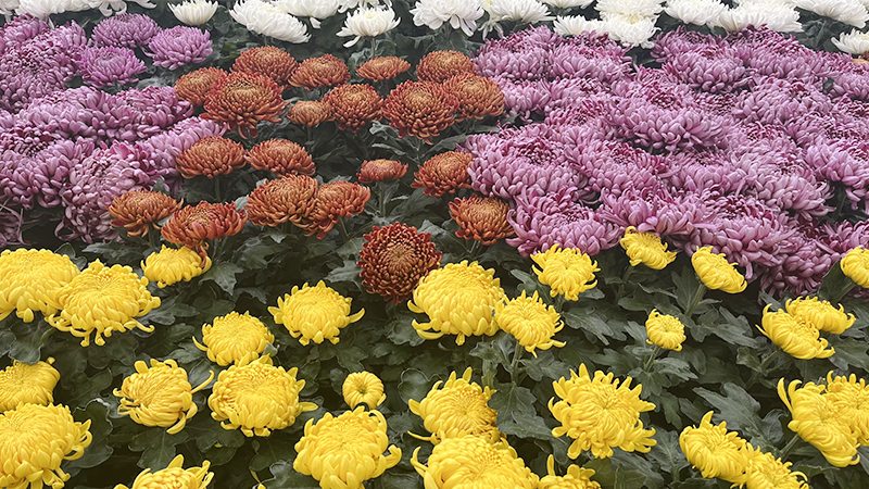 Chrysanthèmes grosses têtes - Promofleur